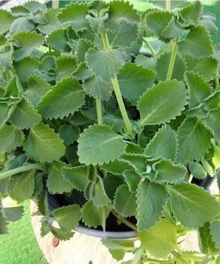 Oregano is 30 times stronger than lemon and 30 times stronger than garlic.